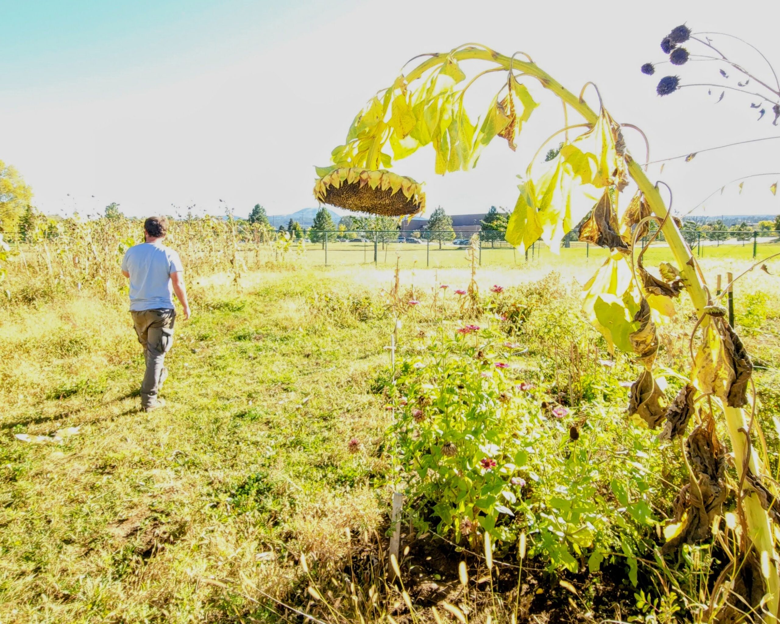 A person walks in a garden with a large sunflower in the foreground.