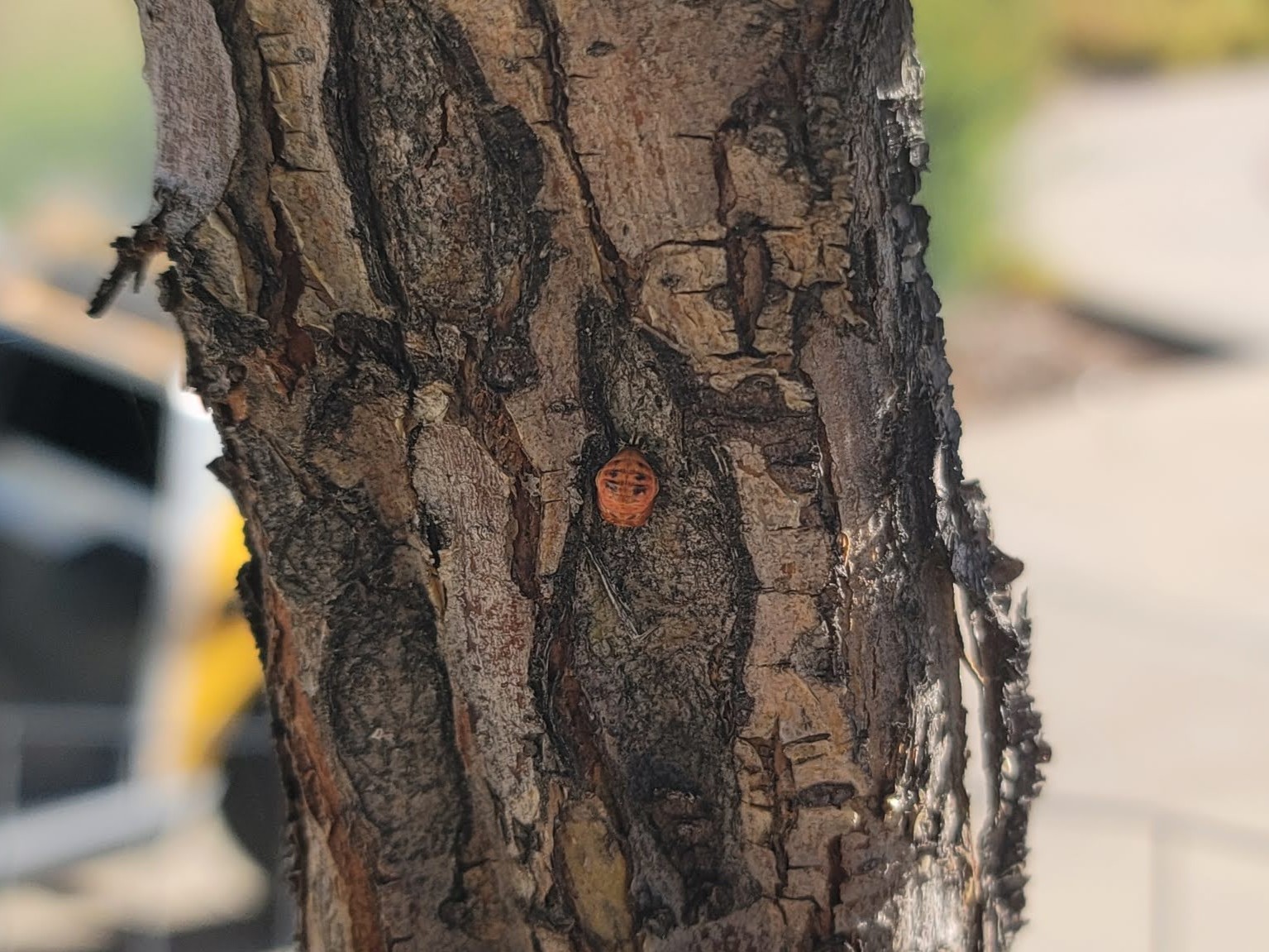 A oval, reddish orange pupa of a lady beetle on a small tree trunk.