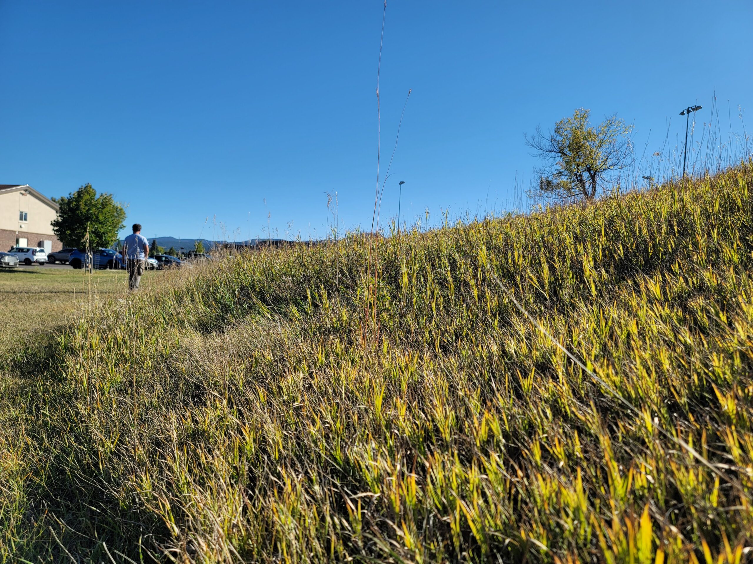 Photo of tall grass on a slope.