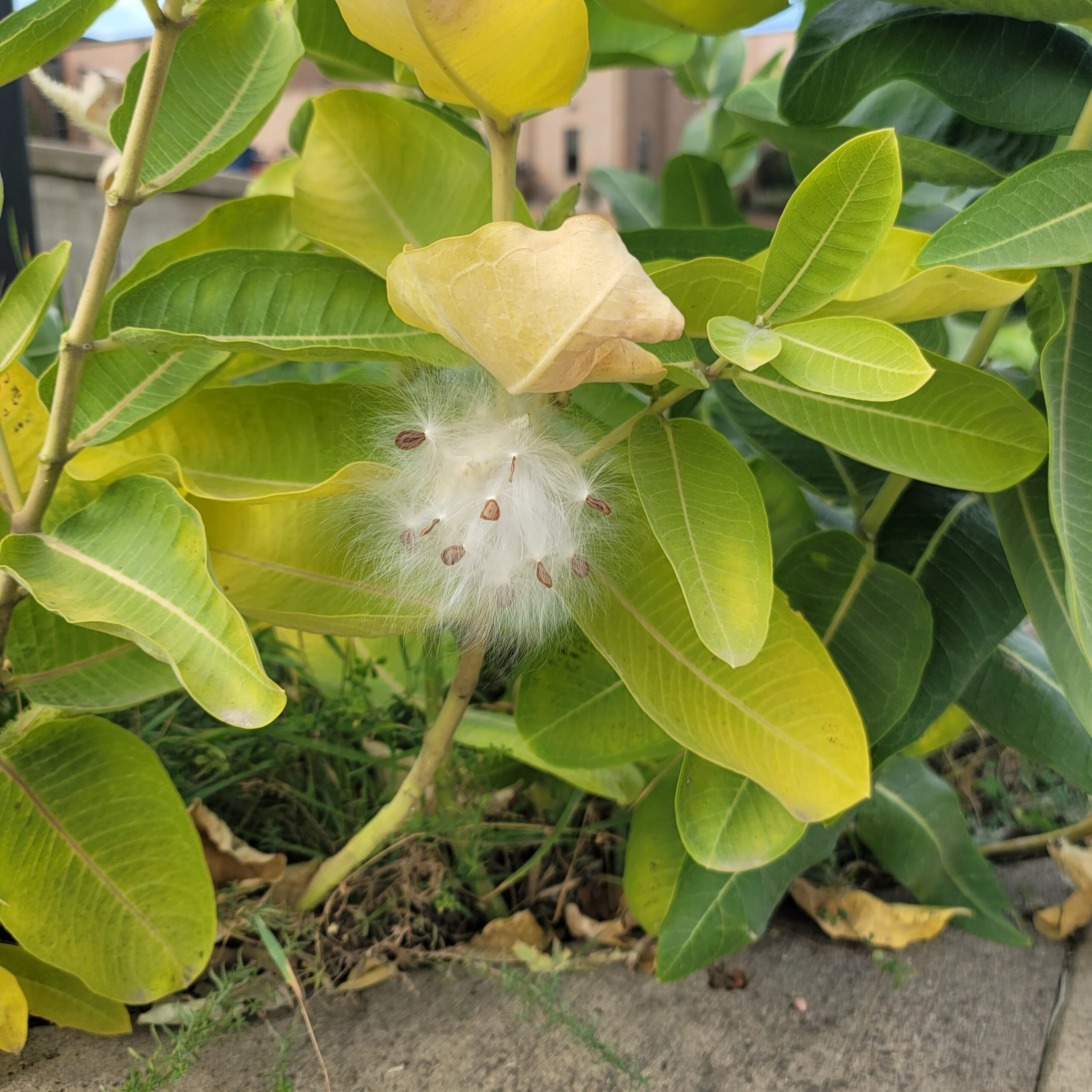 A green, broad leaved milkweed plant with fluffy seed heads.