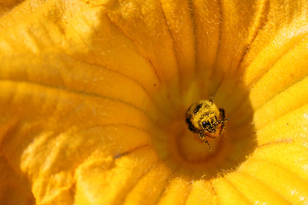 A bee covered in yellow pollen in the center of a yellow flower