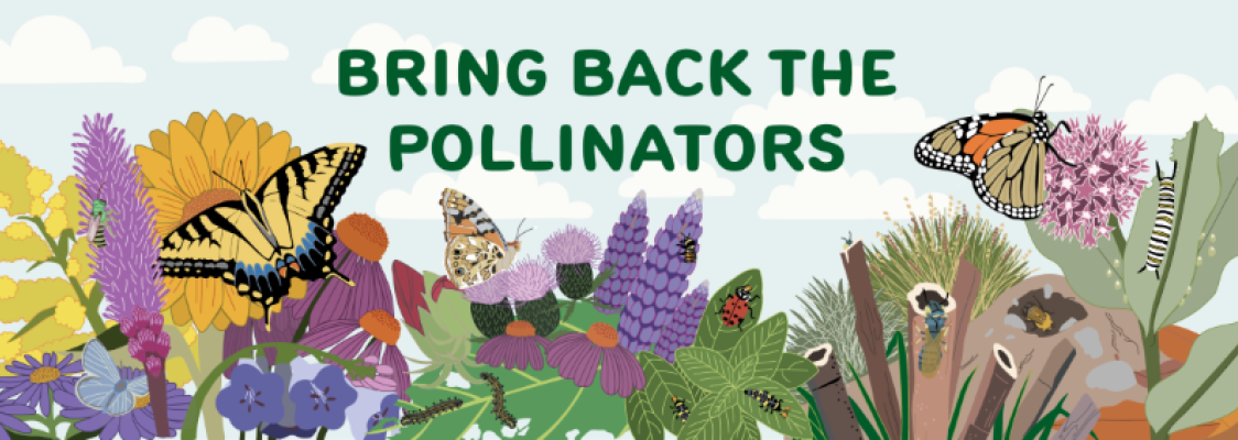 Bring Back the Pollinator Pledge Q&A: Planting for Pollinators! - Bee ...