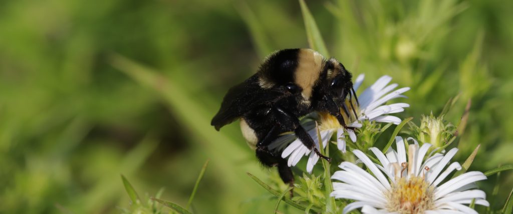 A fuzzy black bumble bee with a yellow stripe on a a light colored daisy-like aster flower.