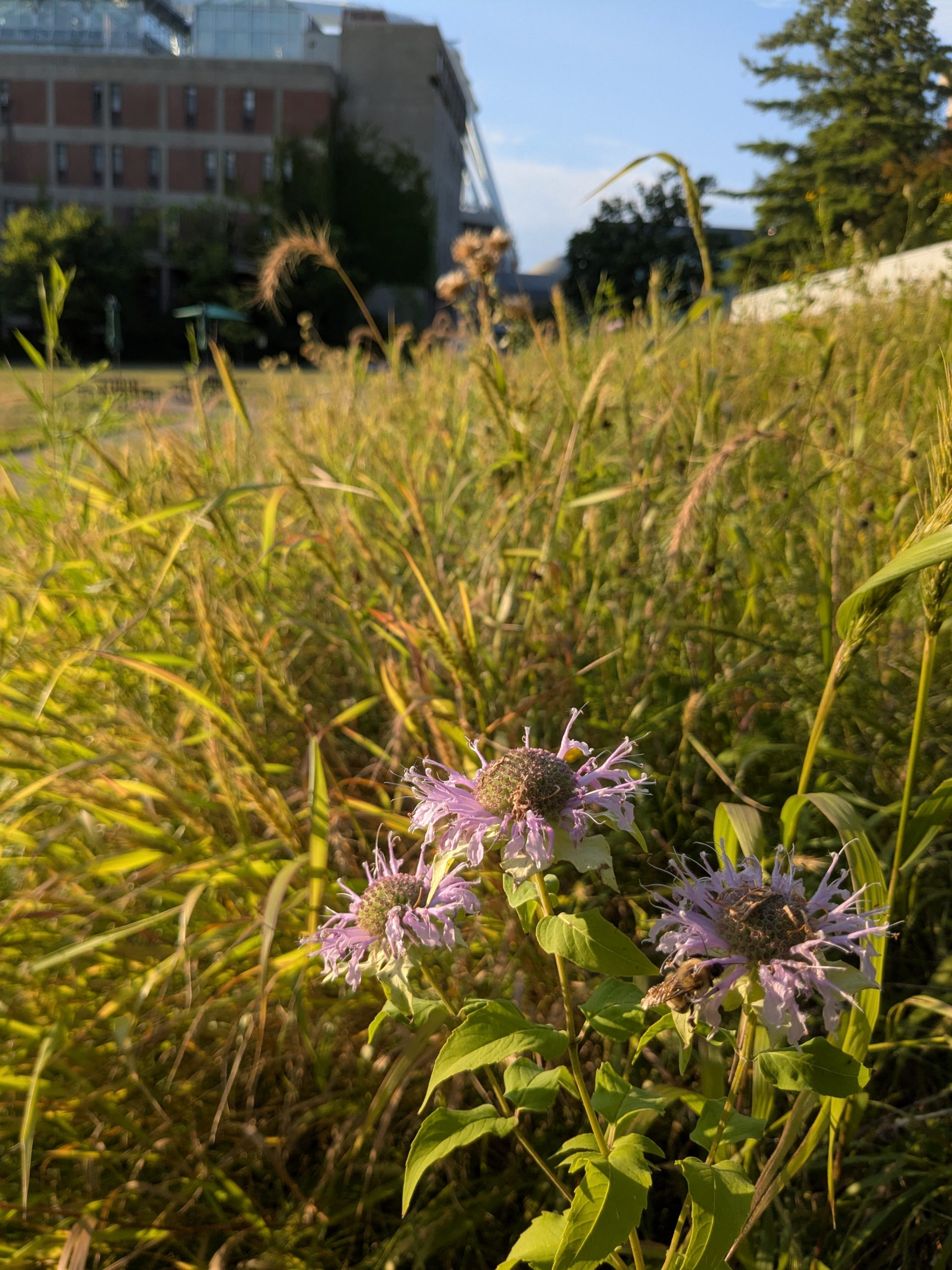 A grassy meadow with a pink flowers in golden light with a tall building in the background.