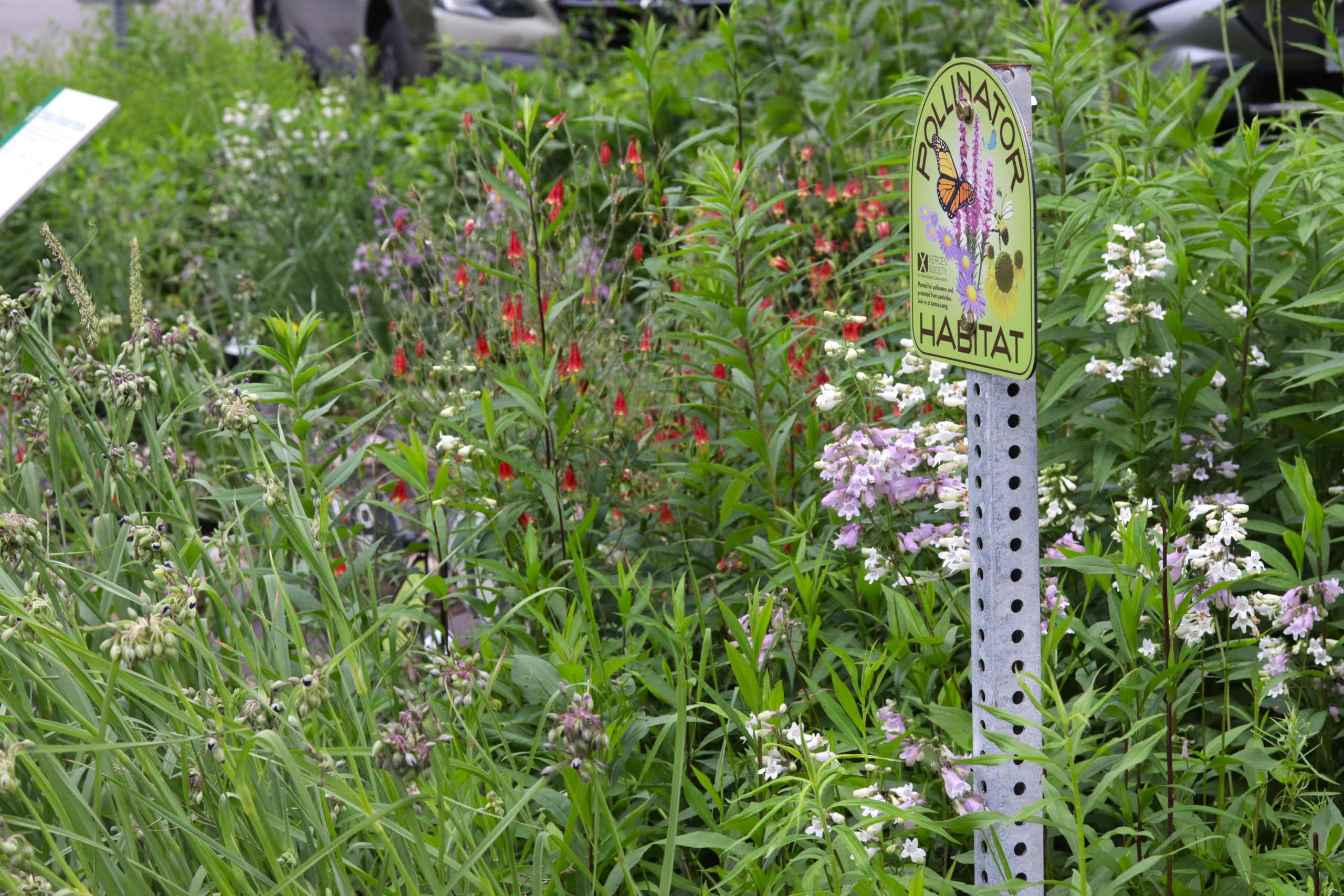 A colorful planting of pink, white, and red flowers with a "pollinator habitat" sign.