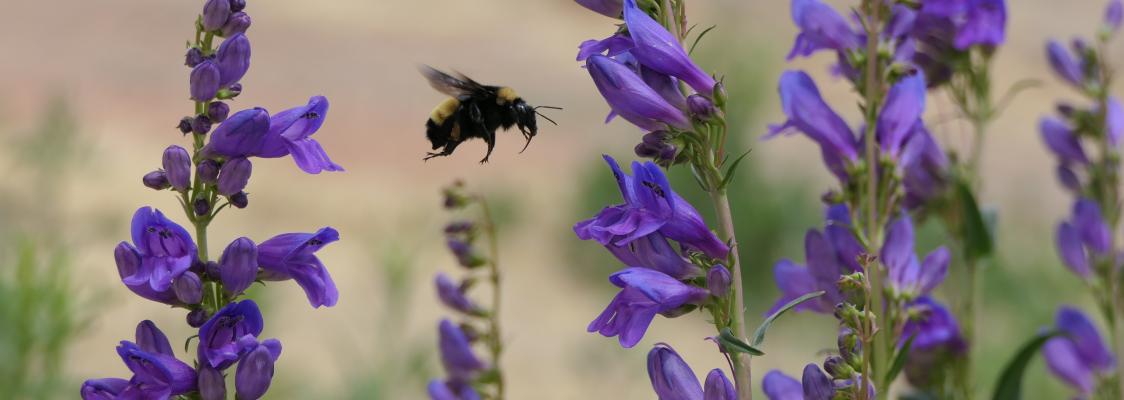 Bumble bee flying around purple conical shaped flowers