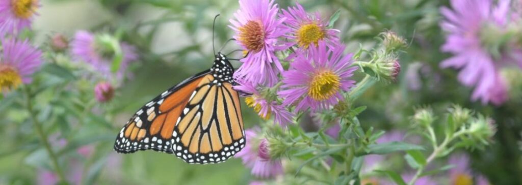 Orange butterfly hangs off of purple flower