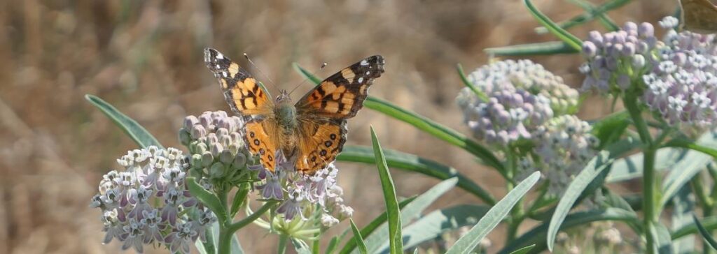 Orange butterfly rests on purple flowers