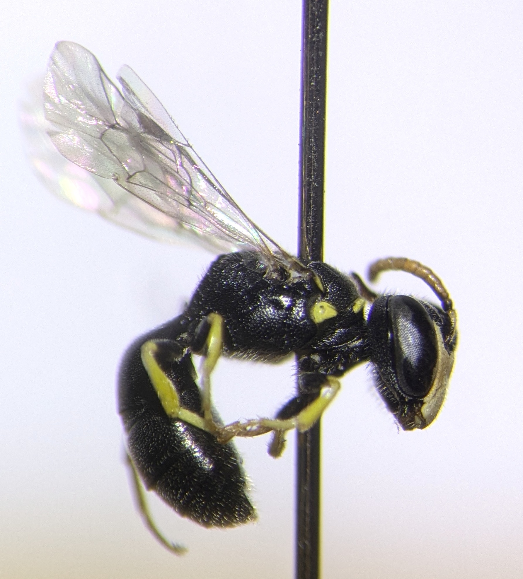 A close-up of a pinned, small shiny black bee with yellow legs.