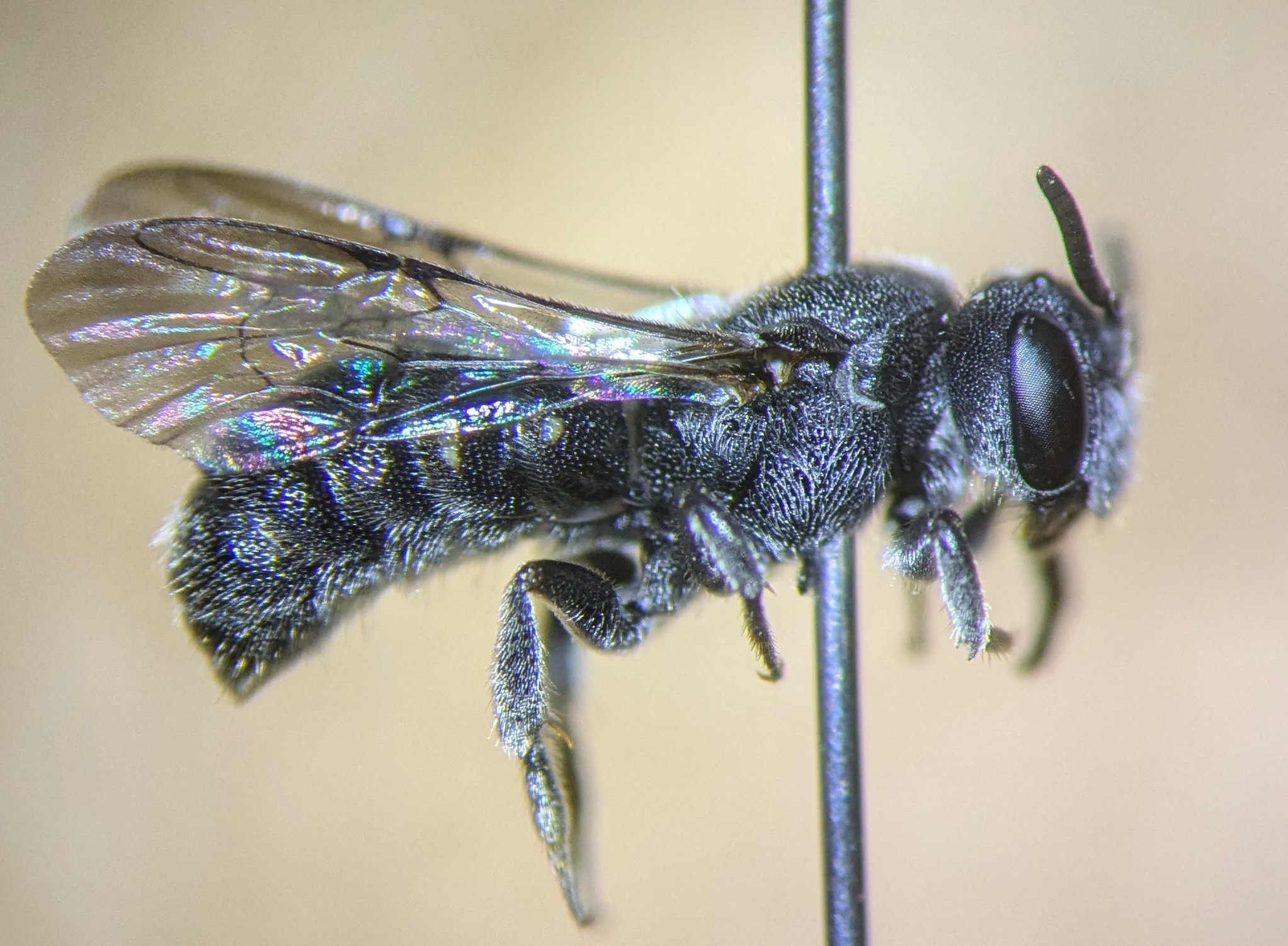 A close-up of a pinned, small, slightly iridescent, hairy black bee.
