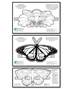Images for three children's coloring masks: a bee, monarch butterfly, and a "blue" butterfly.