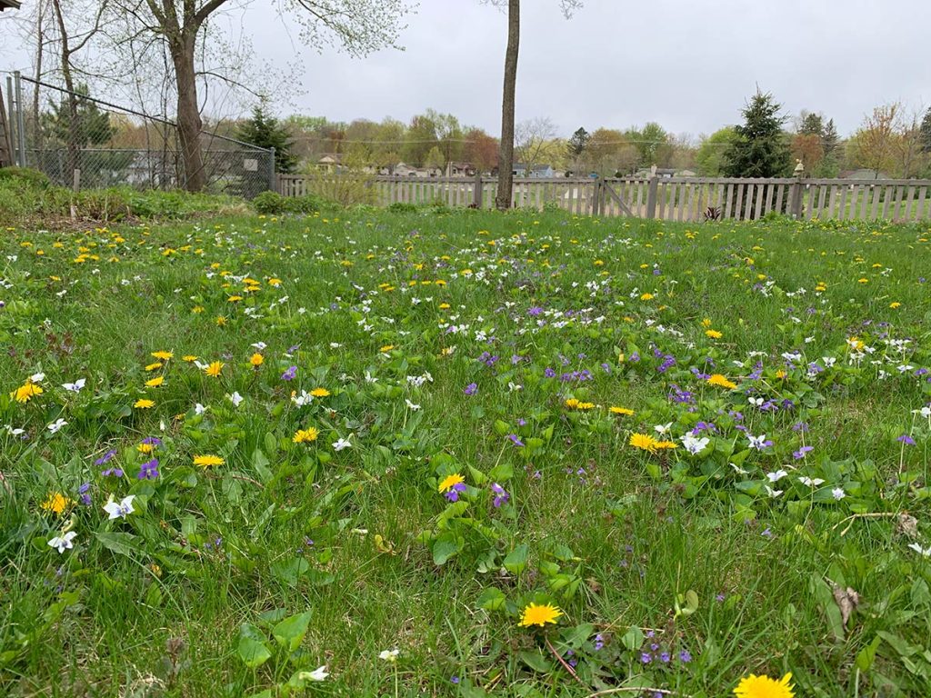 Multicolored flowers poping up in a lawn