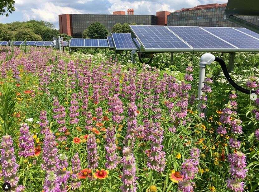 A colorful meadow of flowers next to solar panels.
