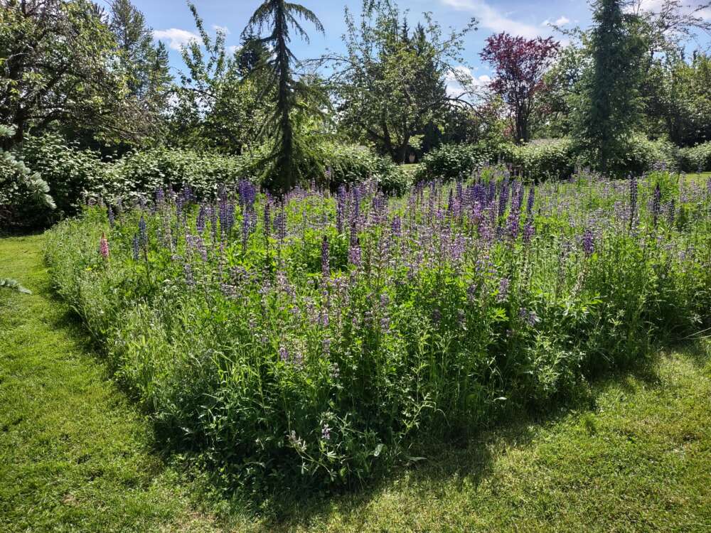 A square meadow with purple flowers surrounded by short grass and trees.
