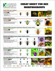 Image of a document with illustrations and photos of bees