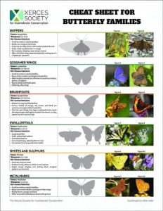 Image of a document with illustrations and photos of butterflies