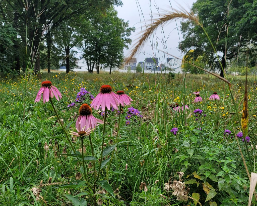 A meadow with pink purple coneflowers, purple asters, and yellow coneflowers; with oak trees and houses in the background.