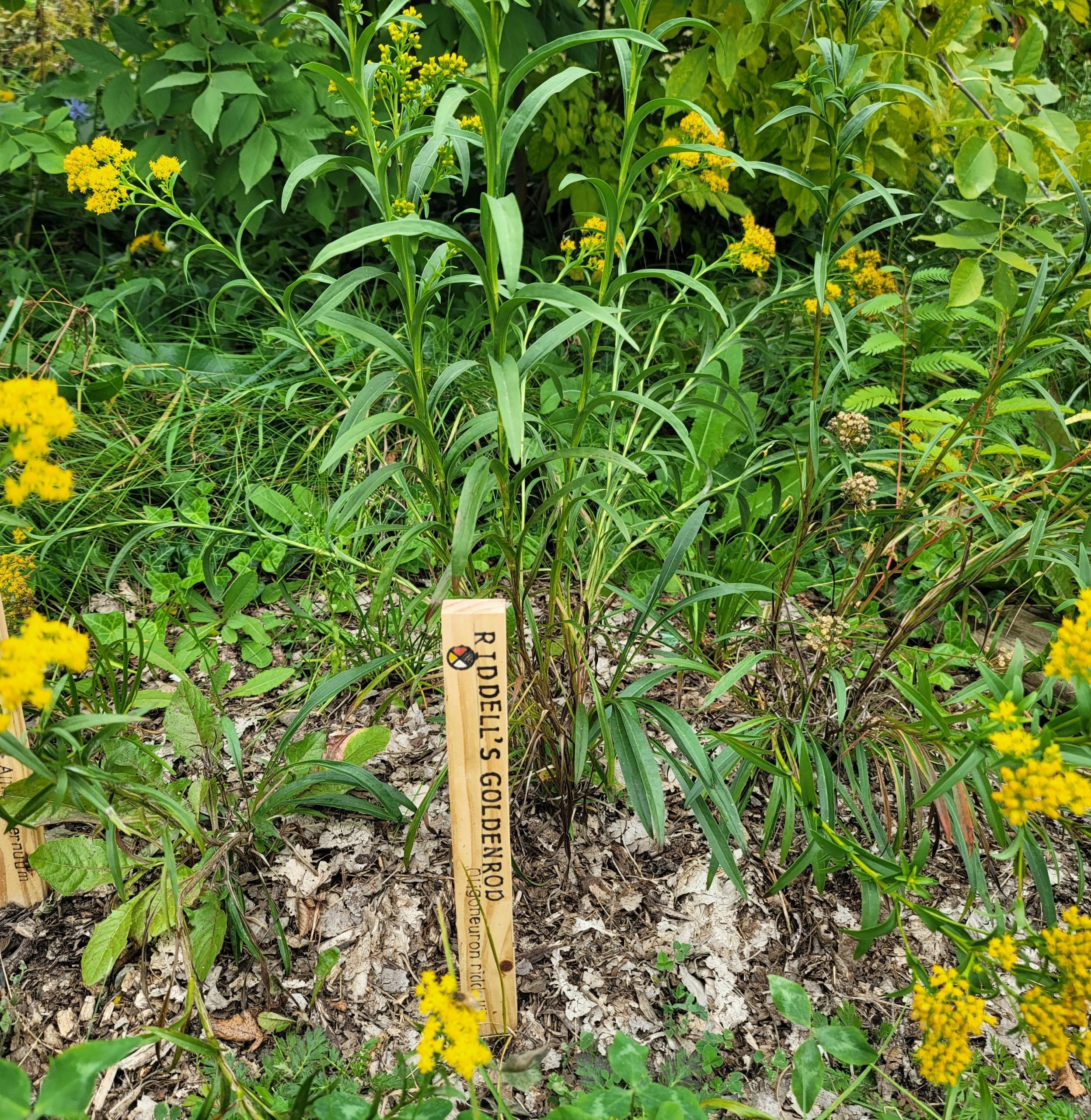 A yellow flowering plant with a small wood stake.