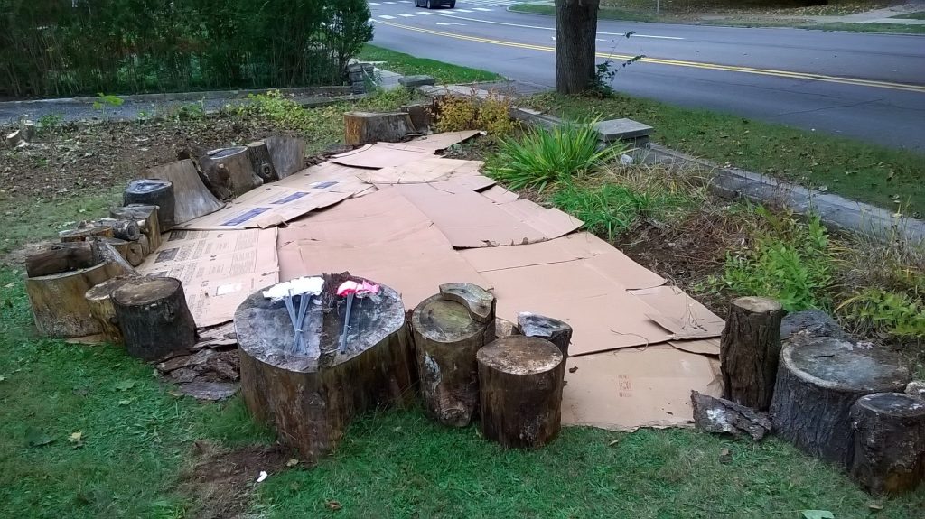 Cardboard on a green lawn.
