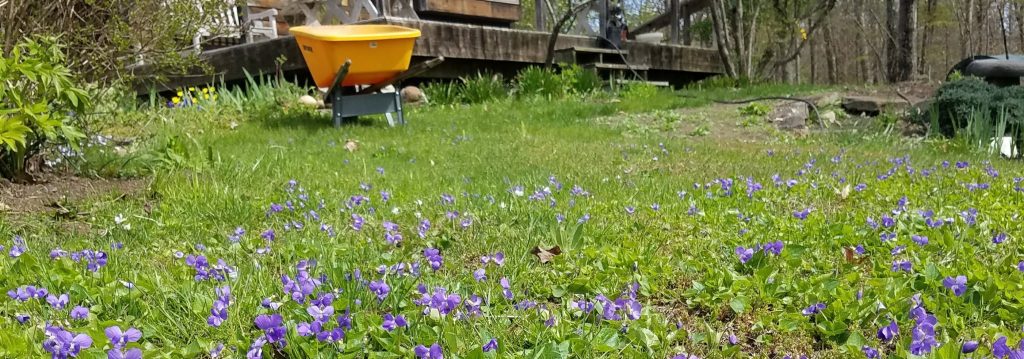 A green lawn with purple violets.