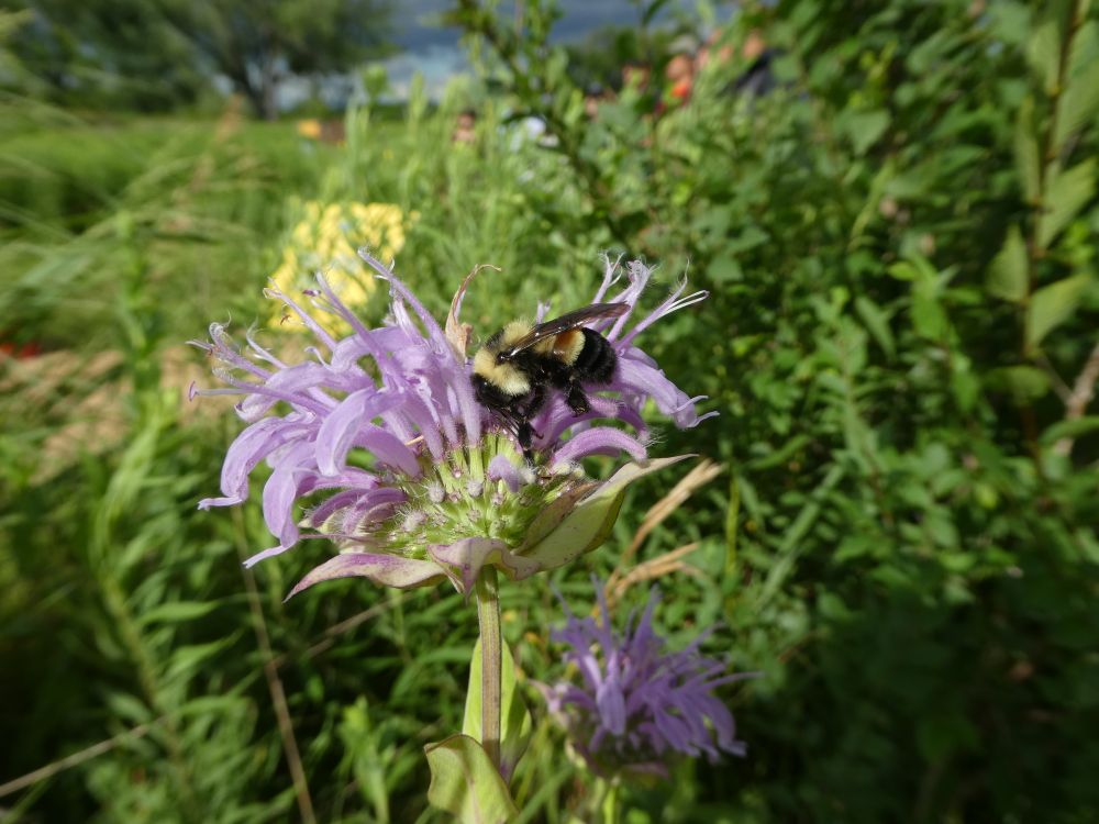 Bumble Bee on purple flower