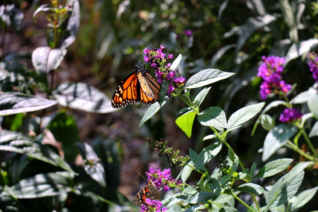 Orange butterfly rests on purple flower
