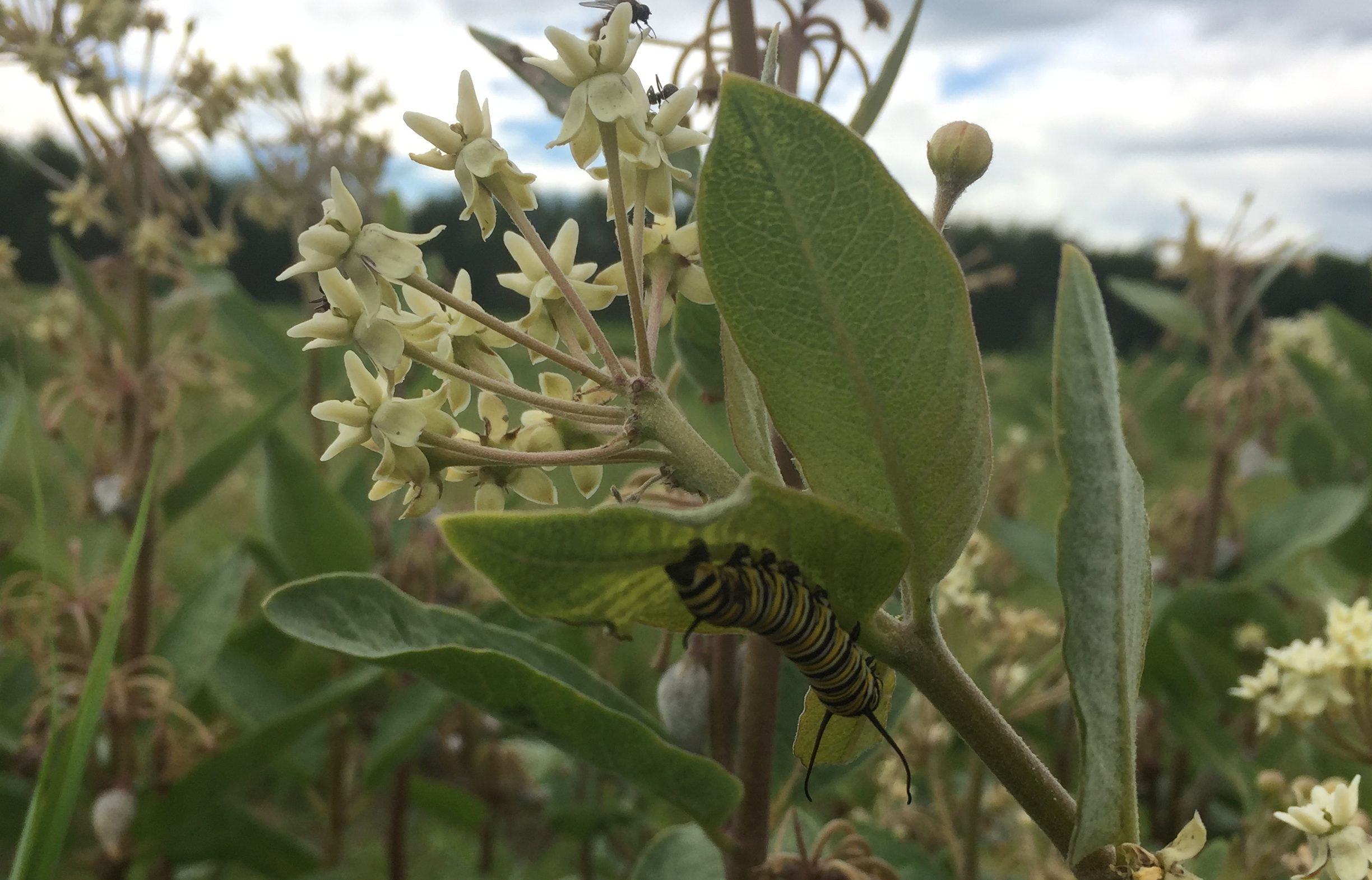 Moarch caterpillar on underside of leaf