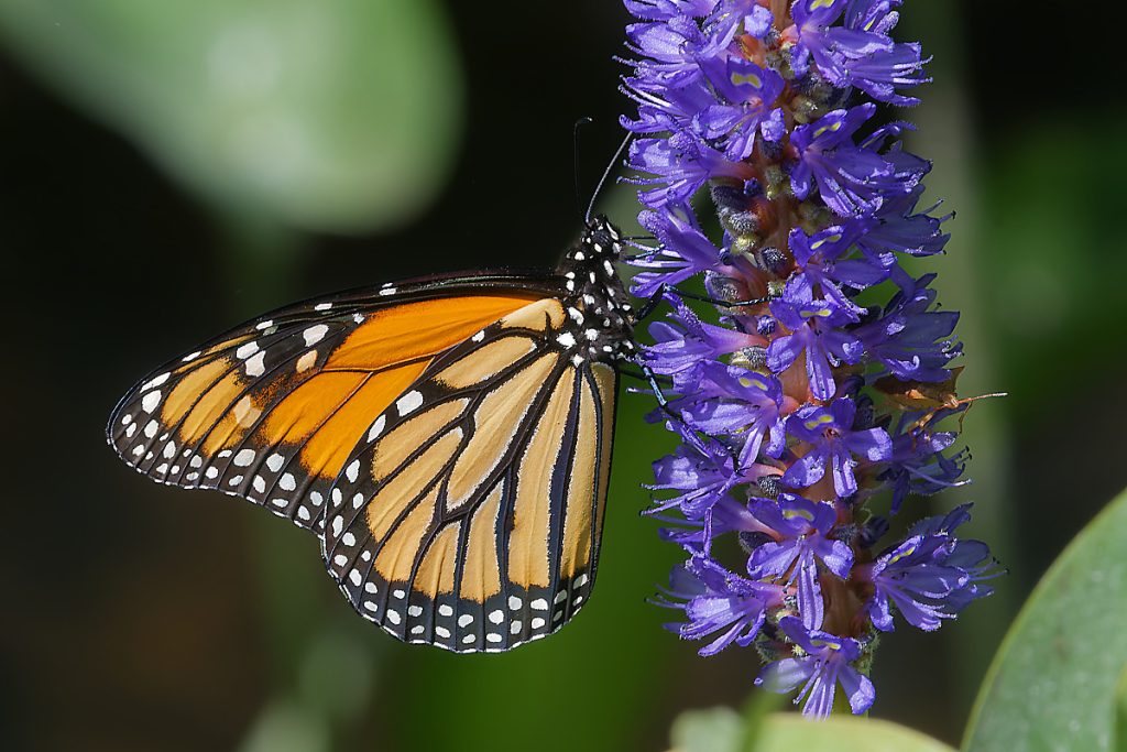 Black and orange monarch butterfly on a cluster of purple flowers.