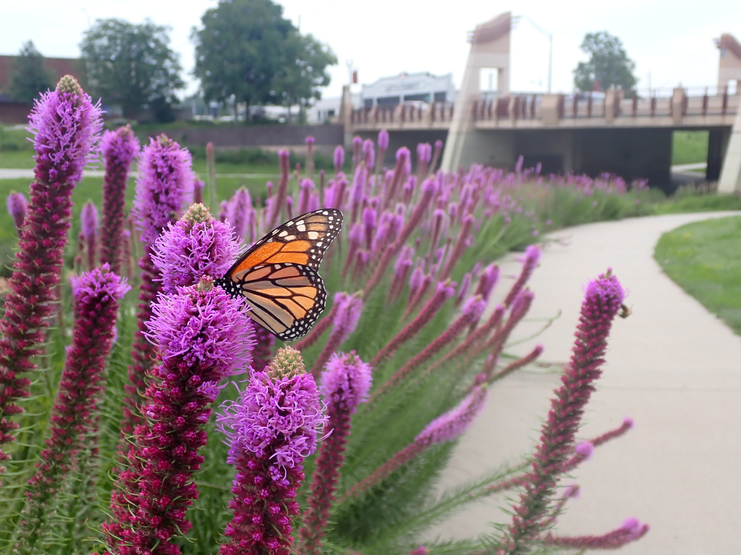 orange butterfly rests on purple flower