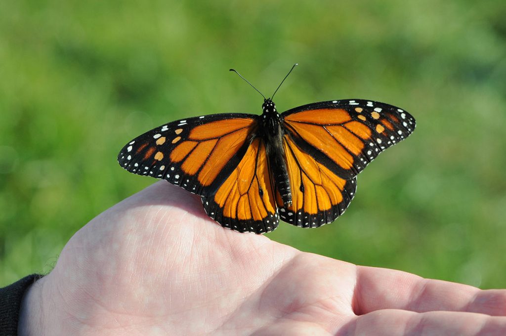 Monarch rests on someone's hand wings outstretched