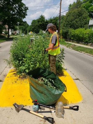 A person in a neon vest looks down at tall green plants on a yellow road median on a sunny day.