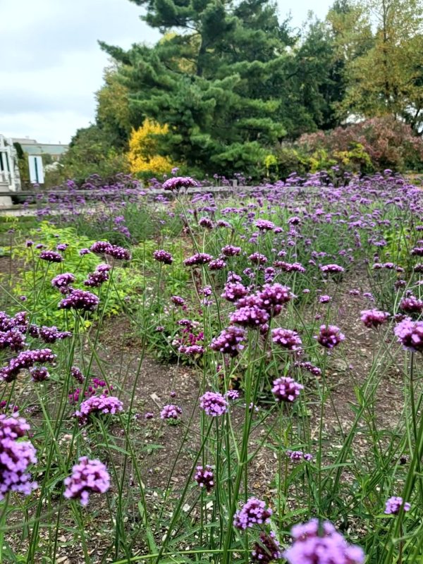 Small pink/purple flowers grow in bunches with tall green trees in the background.
