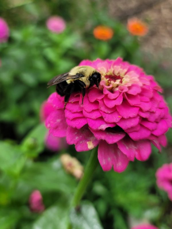 A black and yellow bumble bee nectars on a bright pink zinnia.