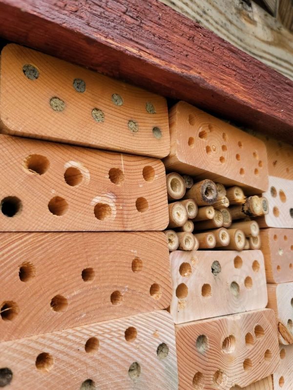 As you can see, UM Dearborn keeps their bee hotel clean and well-maintained. Leaving the leaves, saving the stems, and other natural nesting sites are also key components of their pollinator habitat. Credit: Laura Rost / Xerces Society