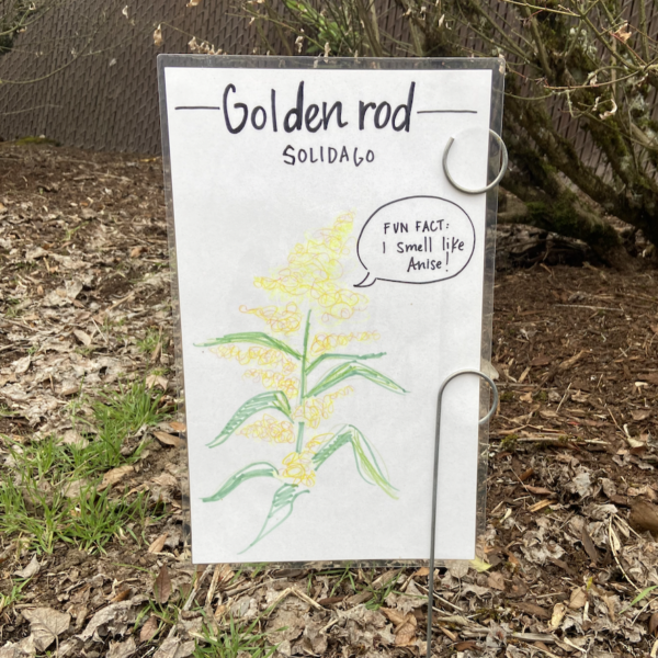 A hand drawn plant label for goldenrod at University of Oregon, OR. Credit: Bee Campus USA - University of Oregon, OR.