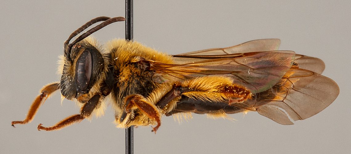Andrena pruni, also known as the cherry miner bee, is previously known to live in Nebraska, Illinois and Minnesota. Credit: Luther College