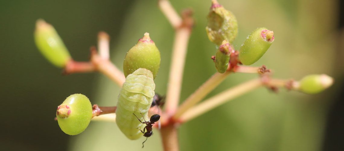 Ant rides atop caterpillar on a budding plant