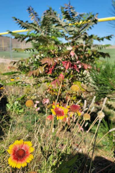 Yellow and red flowers bloom in front of a green and red shrub.