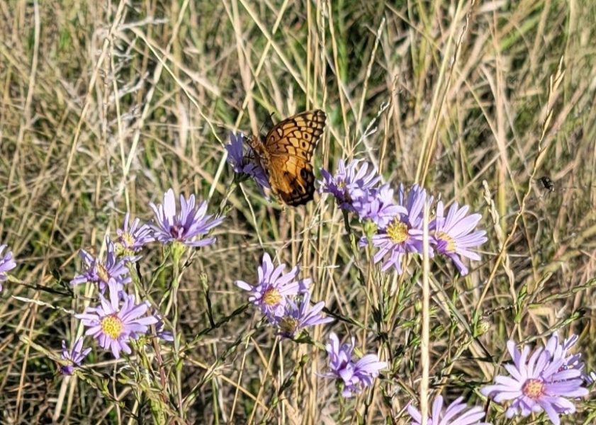 An orange butterfly on light pink flowers.