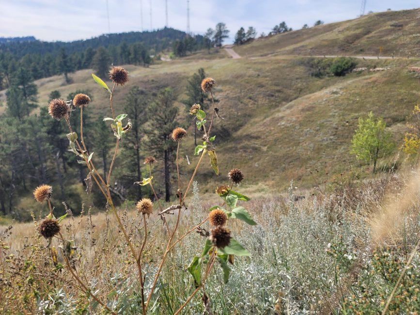 Round flowerheads at the edge of a grassy hilside.
