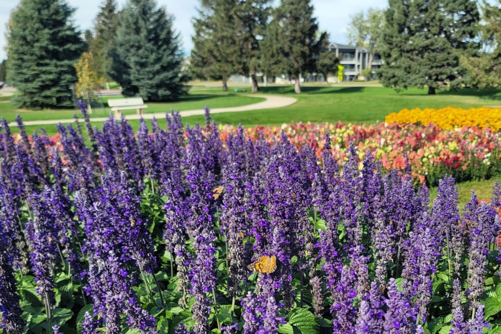 Purple flowers with a orange butterfly.