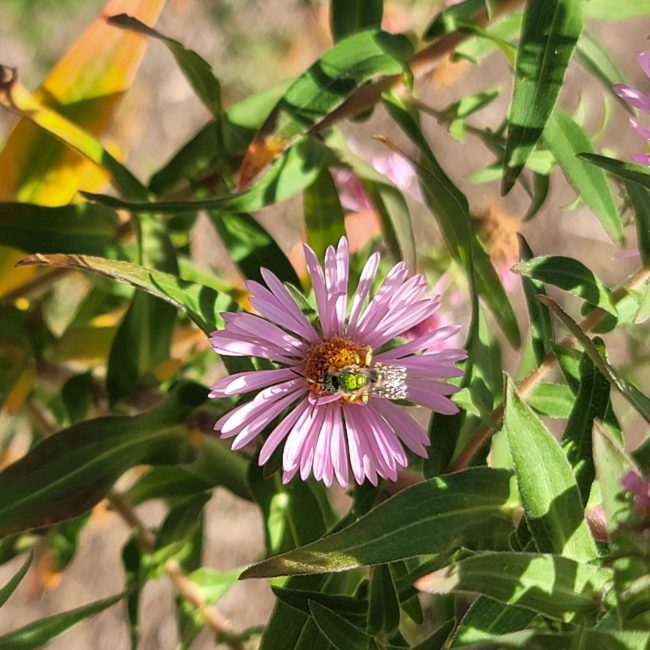 A pink flower with a green bee,