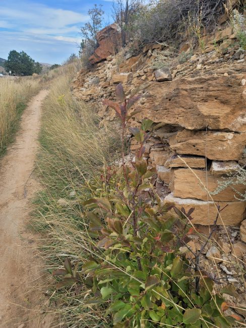Plants and a rock wall along a trail.