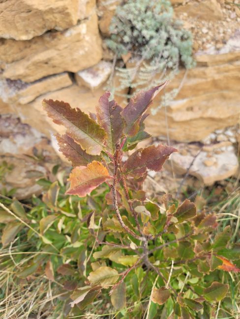 A reddish leafed plant.