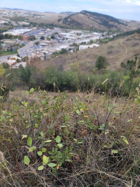 A hillside view overlooking a city.