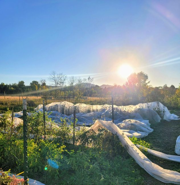 A farm at sunset with white fabric draped over plants.