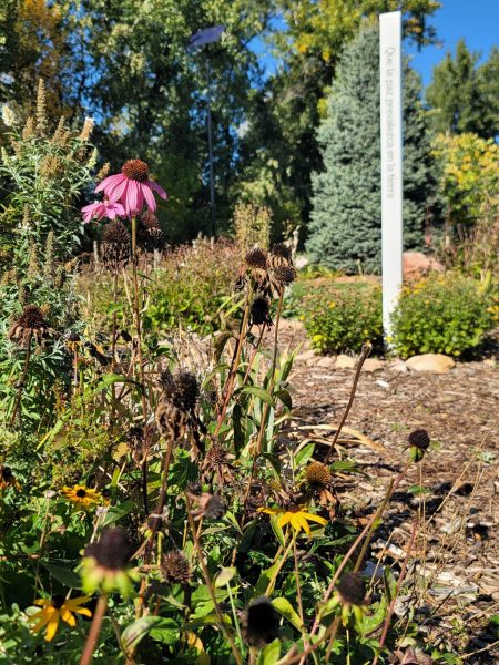 Flowers blooming next to a path.
