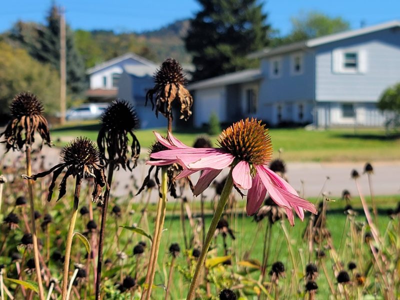 A pinkish purple coneflower with dead flowerheads and houses in the background.