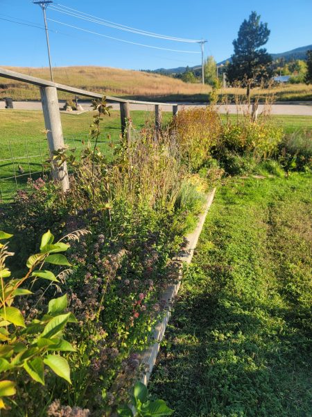 Plants along a fence line.