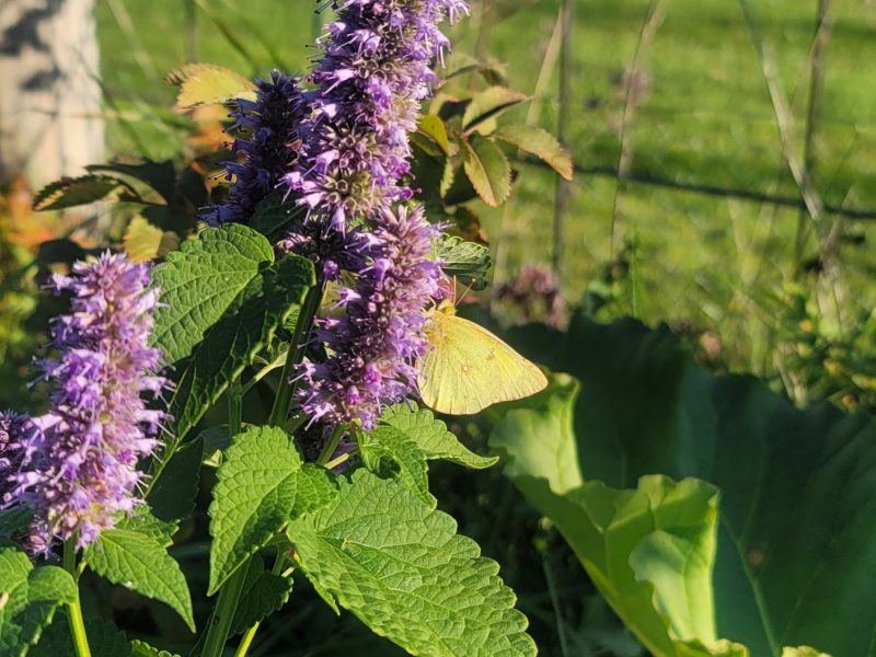 A yellow butterfly on purple flowers.